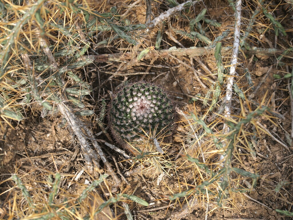 scindapsus pictus plant Scindapsus 'Pictus' – ECOVIBE main image 0