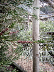 Melaleuca alternifolia