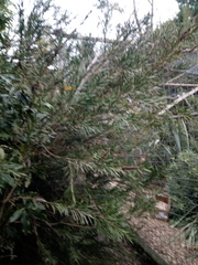 Melaleuca alternifolia