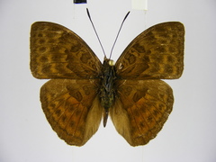 Apectinaria