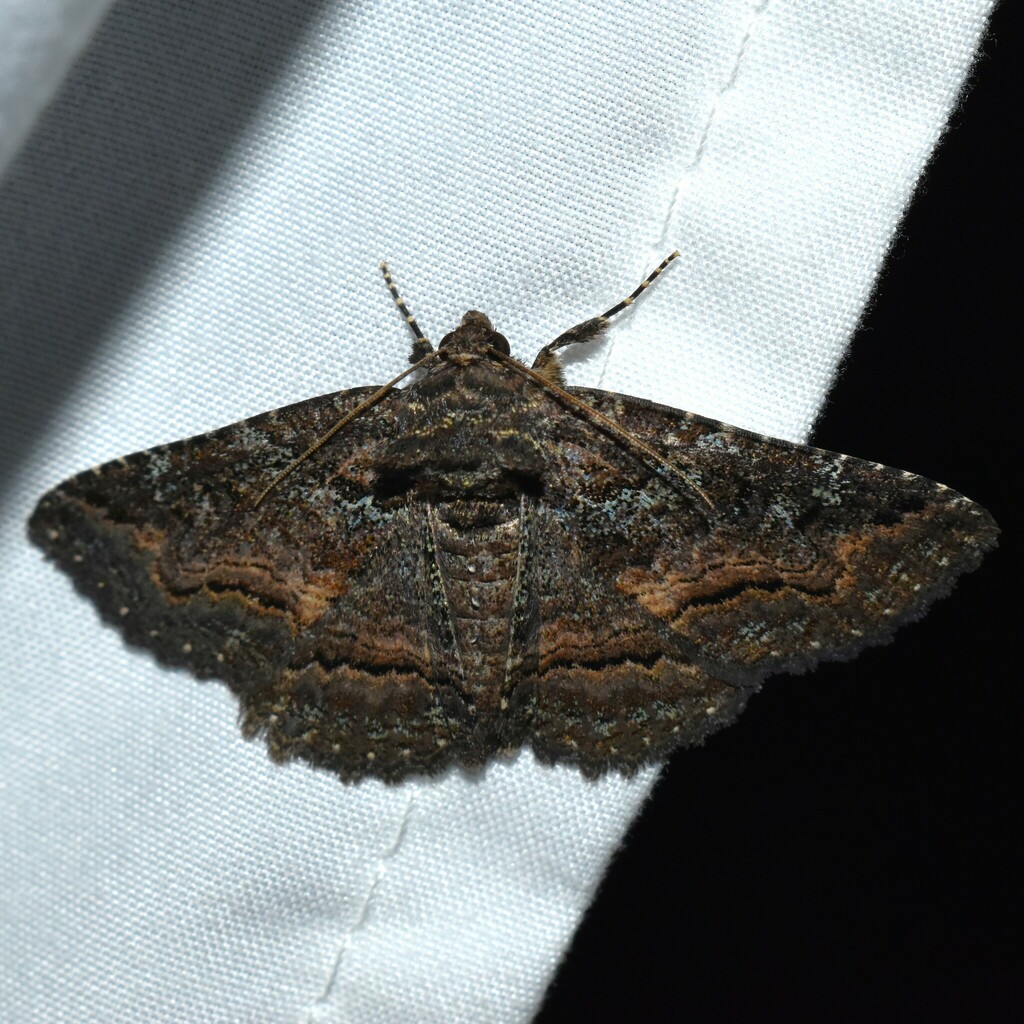 Green-dusted Zale Moth