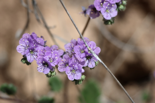 Image of Phacelia bombycina by (c) Isaac Ethington, some rights reserved (CC BY)