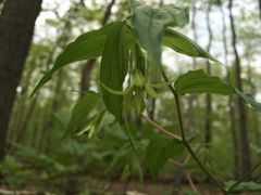 Prosartes lanuginosa
