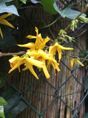 Forsythia suspensa