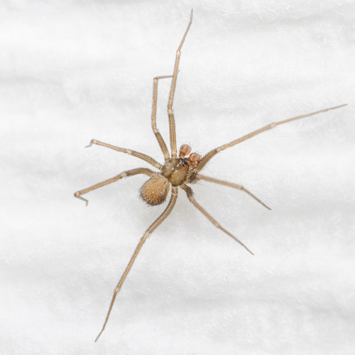 Pholcophora americana