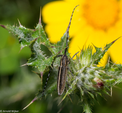 Agapanthia suturalis
