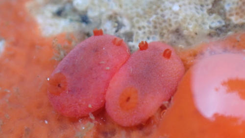Red Sponge Dorid, Monterey County, CA, USA, photo 7 of 10