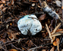 Rossbeevera pachydermis