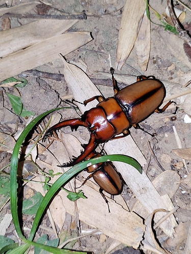 Prosopocoilus astacoides blanchardi
