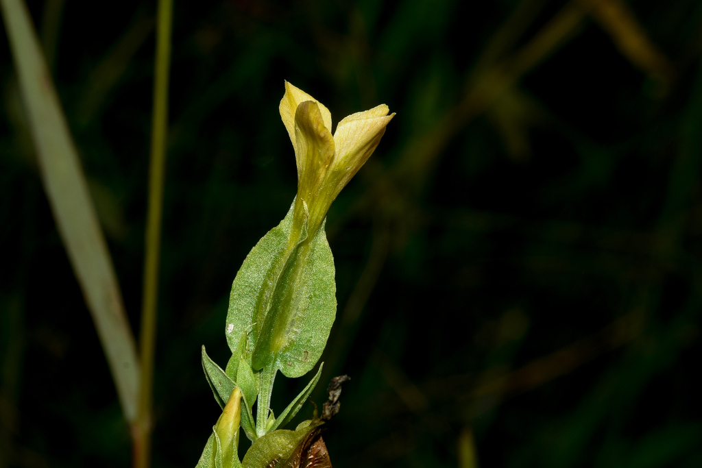 Schultesia australis