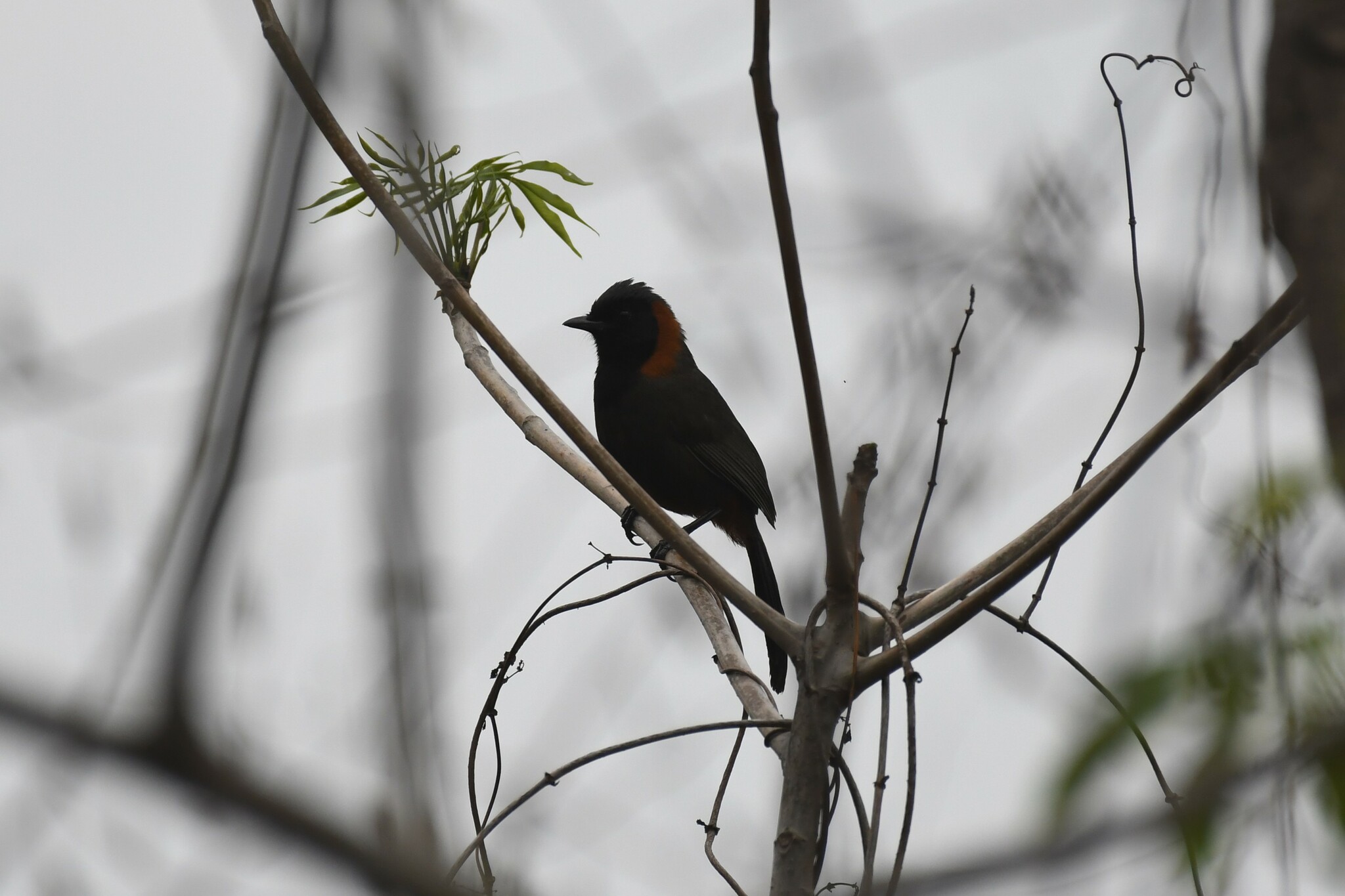 Rufous-necked Laughingthrush