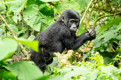 Gorilla beringei beringei