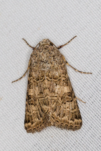 Schinia cupes Grote, 1875