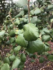 Cordia monoica