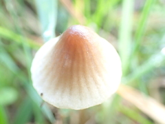 Mycena olivaceomarginata
