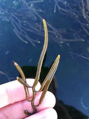 Bifurcariopsis capensis