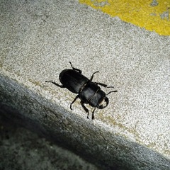 Dorcus parallelipipedus