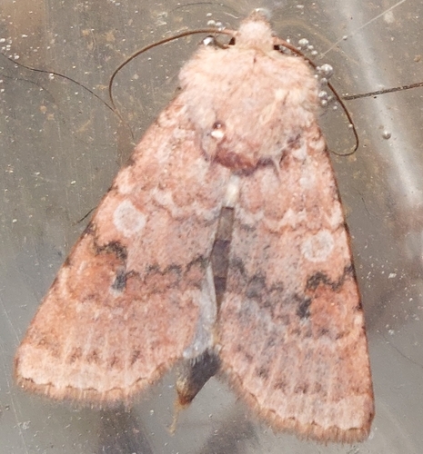 Median-banded Dart photo 2