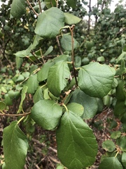 Cordia monoica