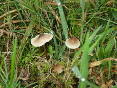 Mycena olivaceomarginata