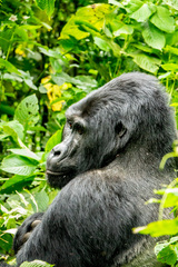 Gorilla beringei beringei