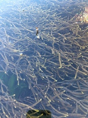 Bifurcariopsis capensis