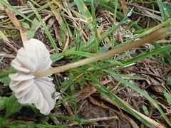 Mycena olivaceomarginata