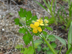 Chelidonium asiaticum