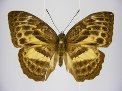 Bebearia languida