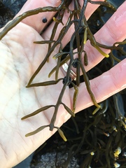 Bifurcariopsis capensis