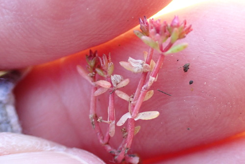 Crassula solieri