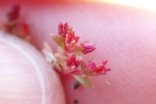 Crassula solieri