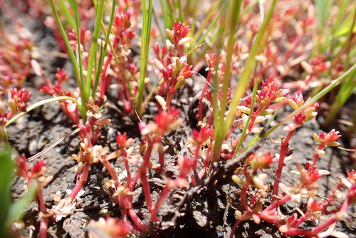 Crassula solieri