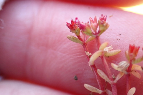 Crassula solieri