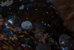 Crepidula porcellana