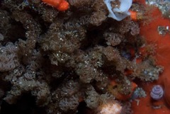 Menipea crispa