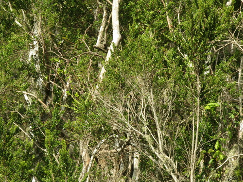 Image of Luma chequen by (c) Bruno Avilez, some rights reserved (CC BY)