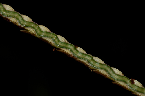 Paspalum maculosum