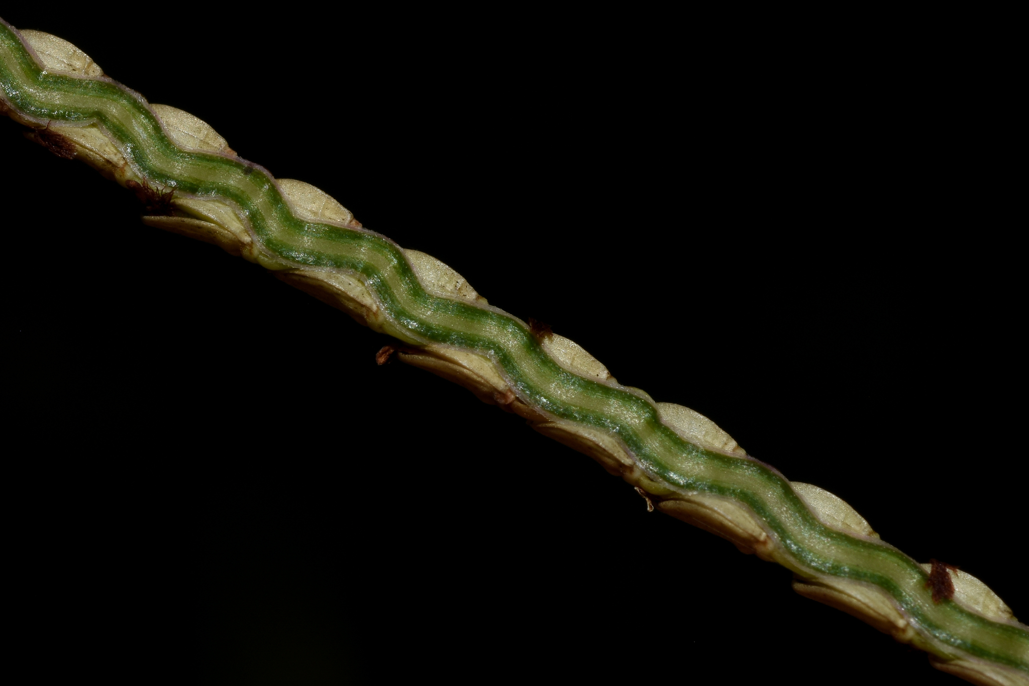 Paspalum maculosum