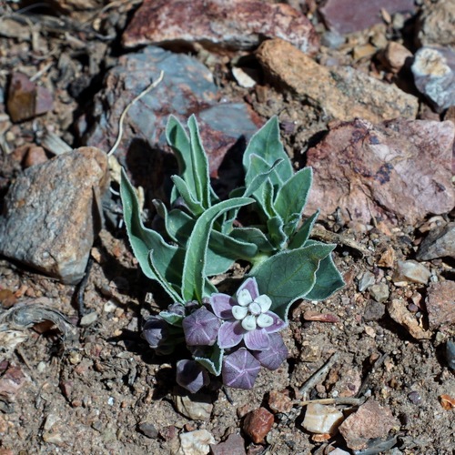 Image of Wheel milkweed by (c) Andrew Tree, some rights reserved (CC BY)