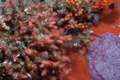 Margaretta levinseni