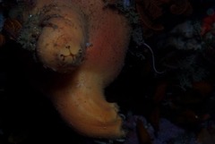 Ascidia incrassata