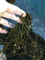 Bifurcariopsis capensis