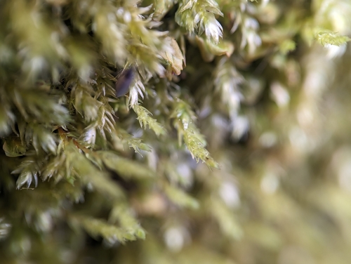 Pale-fruited Thread-moss (Pohlia annotina)