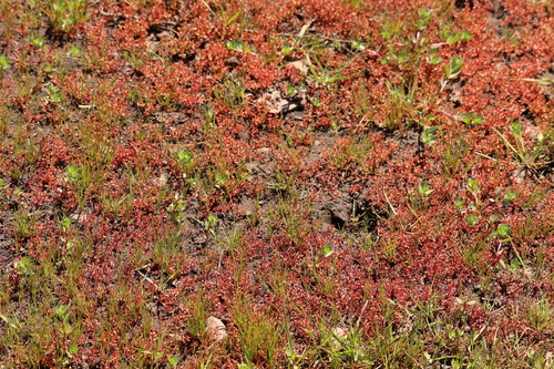 Crassula solieri