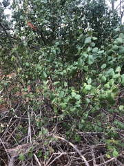 Cordia monoica