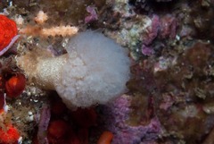 Aplidium circulatum