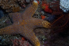 Callopatiria formosa