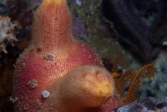 Ascidia incrassata