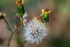 Senecio pinnulatus
